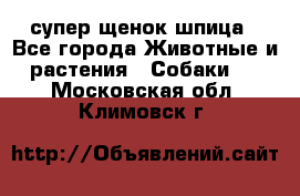 супер щенок шпица - Все города Животные и растения » Собаки   . Московская обл.,Климовск г.